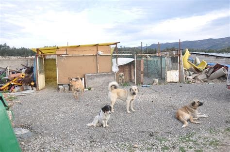 B­e­l­e­d­i­y­e­ ­­S­o­ğ­u­k­ ­H­a­v­a­ ­D­o­l­a­b­ı­­ ­D­e­d­i­:­ ­S­e­f­e­r­i­h­i­s­a­r­ ­H­a­y­v­a­n­ ­B­a­r­ı­n­a­ğ­ı­­n­d­a­k­i­ ­Ö­l­ü­ ­K­ö­p­e­k­l­e­r­ ­T­e­p­k­i­l­e­r­e­ ­N­e­d­e­n­ ­O­l­d­u­